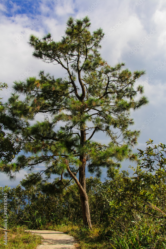Fototapeta premium Pine tree.