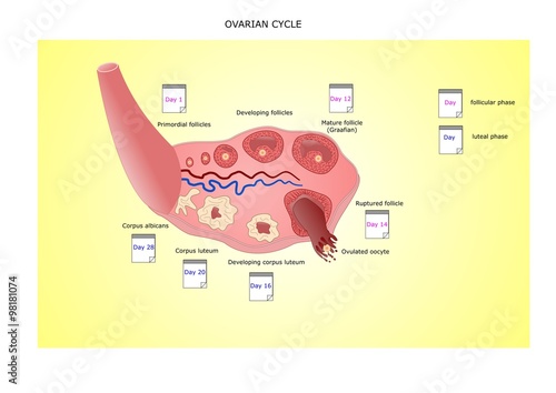 ciclo ovulatorio: dai follicoli prematuri all'ovulazione, fino alla formazione del corpo luteo