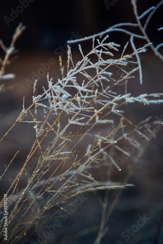 Frosted Tall Grass