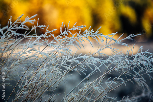 Frosted Tall Grass 