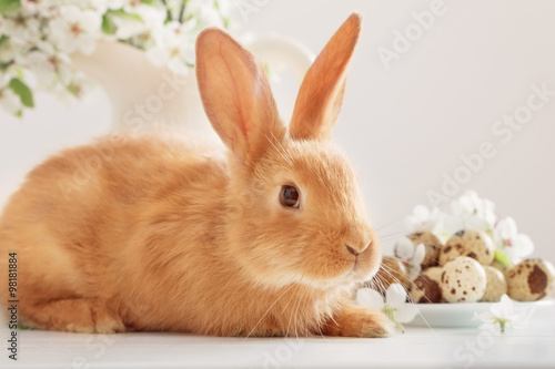 Red rabbit with Easter eggs on white background