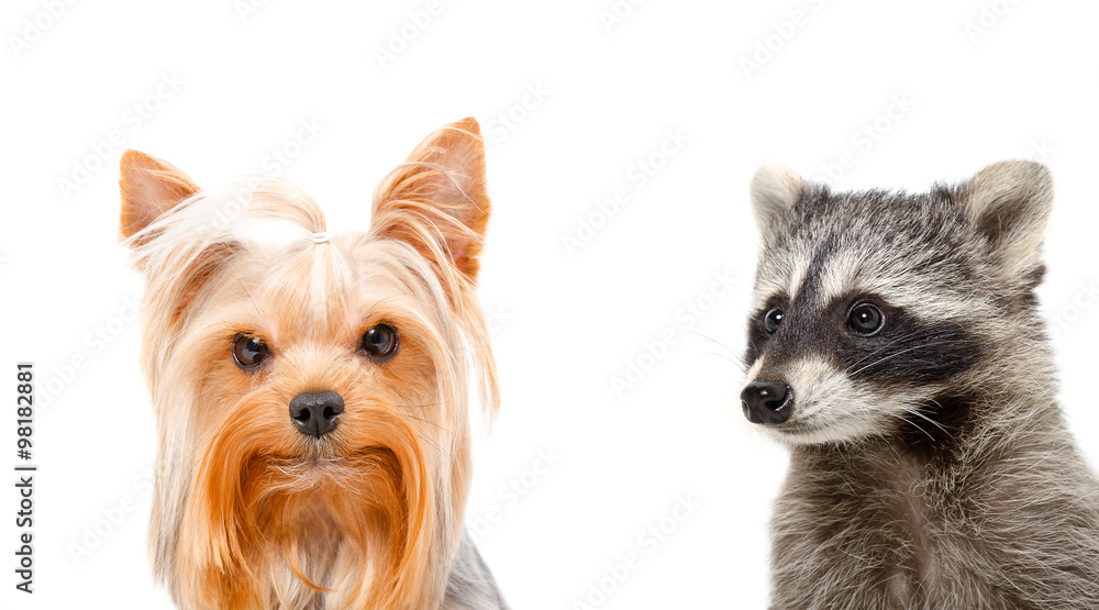 Portrait of a raccoon and Yorkshire terrier, closeup Portrait of a raccoon and Yorkshire terrier, closeup