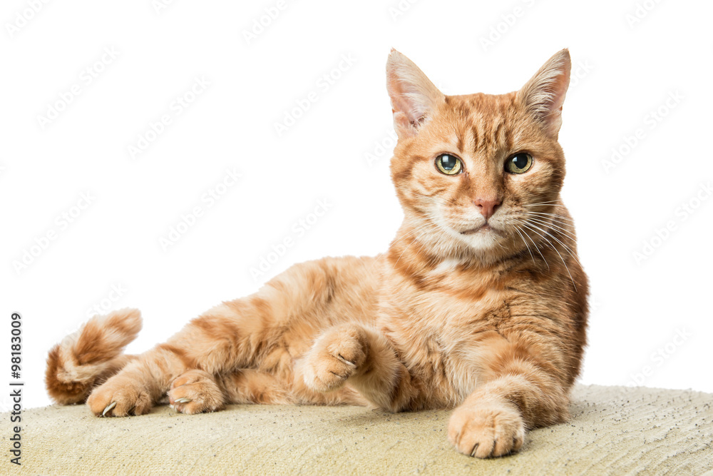 Cute Ginger Cat