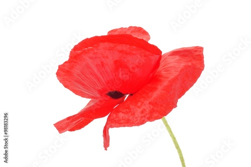 Common poppies on white background