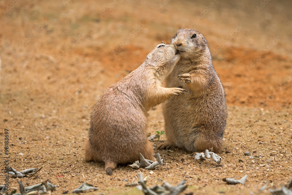 Two prairie dogs sharing their food Two prairie dogs sharing their food