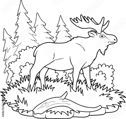 Elk
