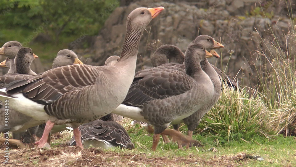 greylag geese in iceland closeup greylag geese in iceland closeup
