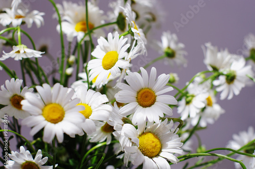 ornamental flowers big white camomile closeup  local soft focus  shallow DOF  toned