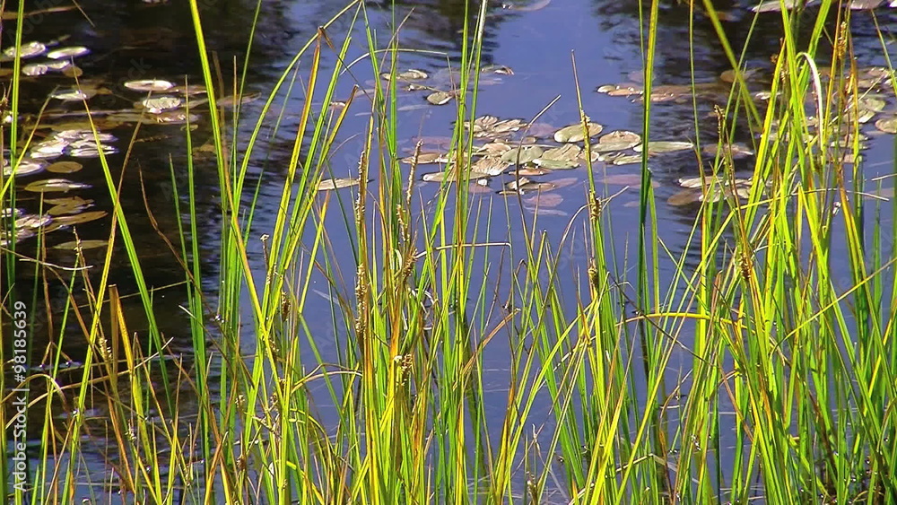 Beautiful Pond in yosemite Beautiful Pond in yosemite