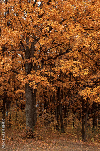 Autumn tree closeup