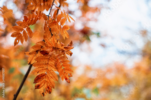rowan-tree with rowanberry
