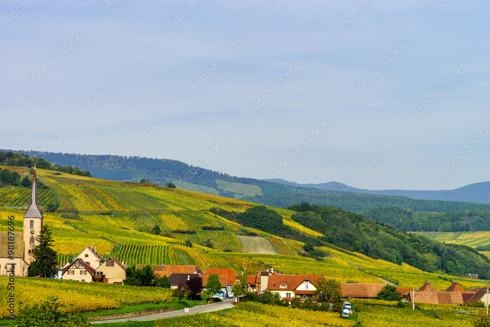 Beautiful colorful vineyards in Alsace, autumn