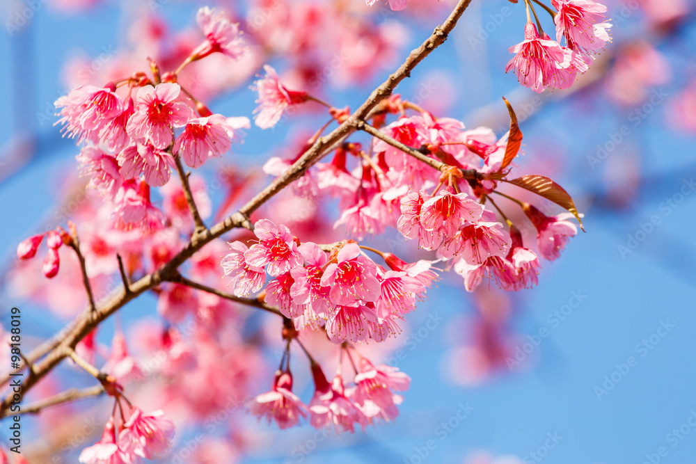 Fototapeta premium Pink flower, Wild Himalayan cherry blooming (Prunus cerasoides)
