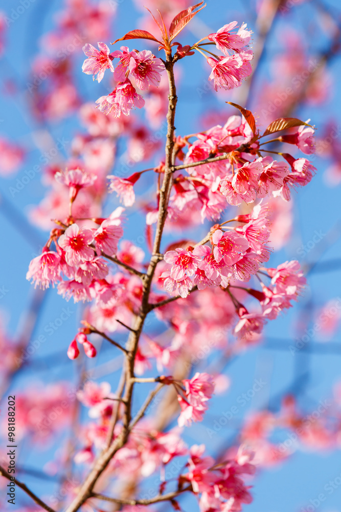 Pink flower, Wild Himalayan cherry blooming (Prunus cerasoides) Pink flower, Wild Himalayan cherry blooming (Prunus cerasoides)