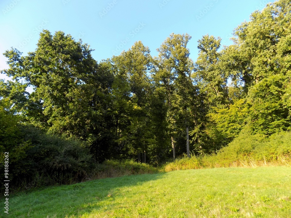 Fototapeta premium Meadow and forest