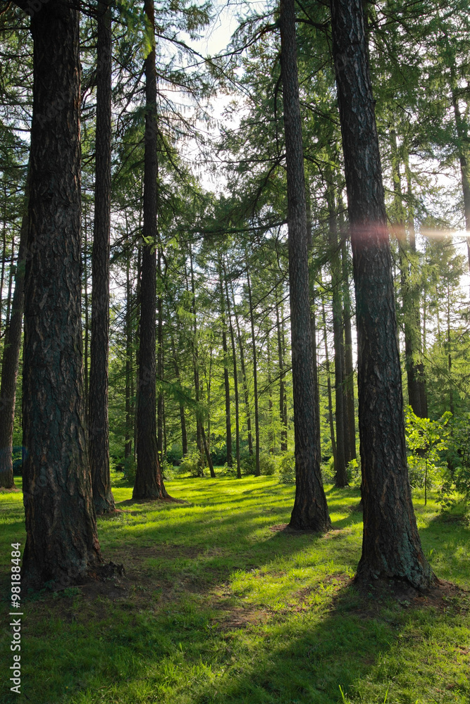 Obraz premium Pine trees