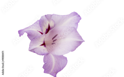 purple gladiolus flower