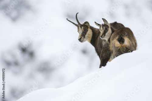 chamois femelle et son jeune en hiver dans les alpes photo