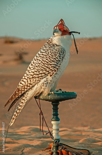 Falcon in the desert