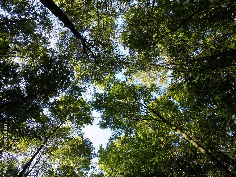 Obraz premium Deciduous forest