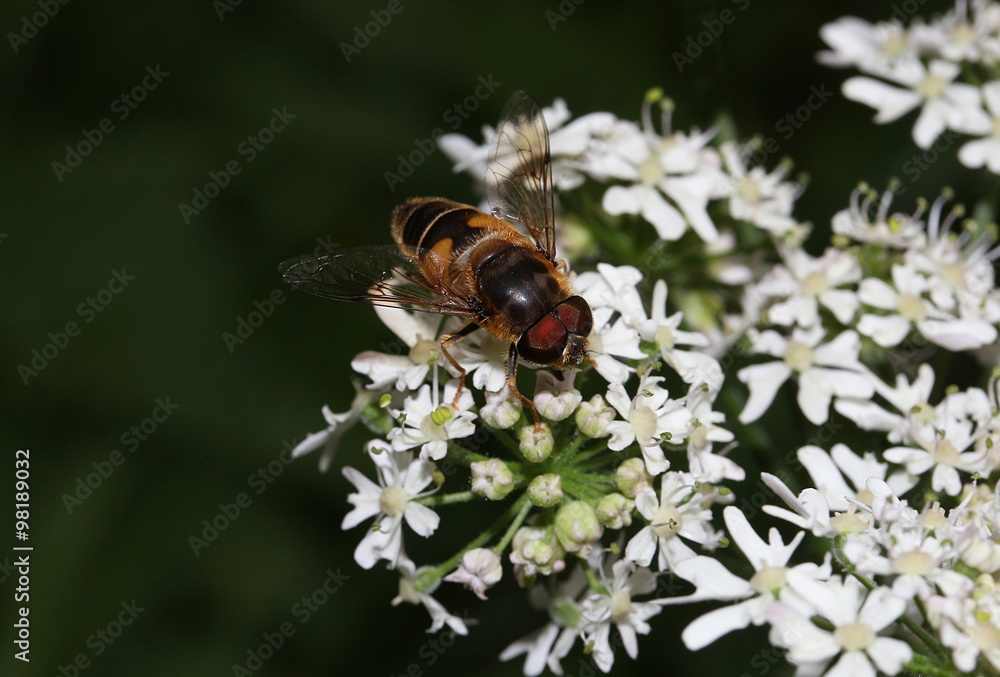 Mistbiene, Fliege, Eristalis tenax Schwebfliege Mistbiene, Fliege, Eristalis tenax Schwebfliege