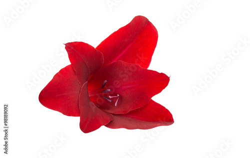 red gladiolus flower