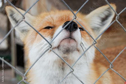 a fox is in a cage / a fox close is in a cage