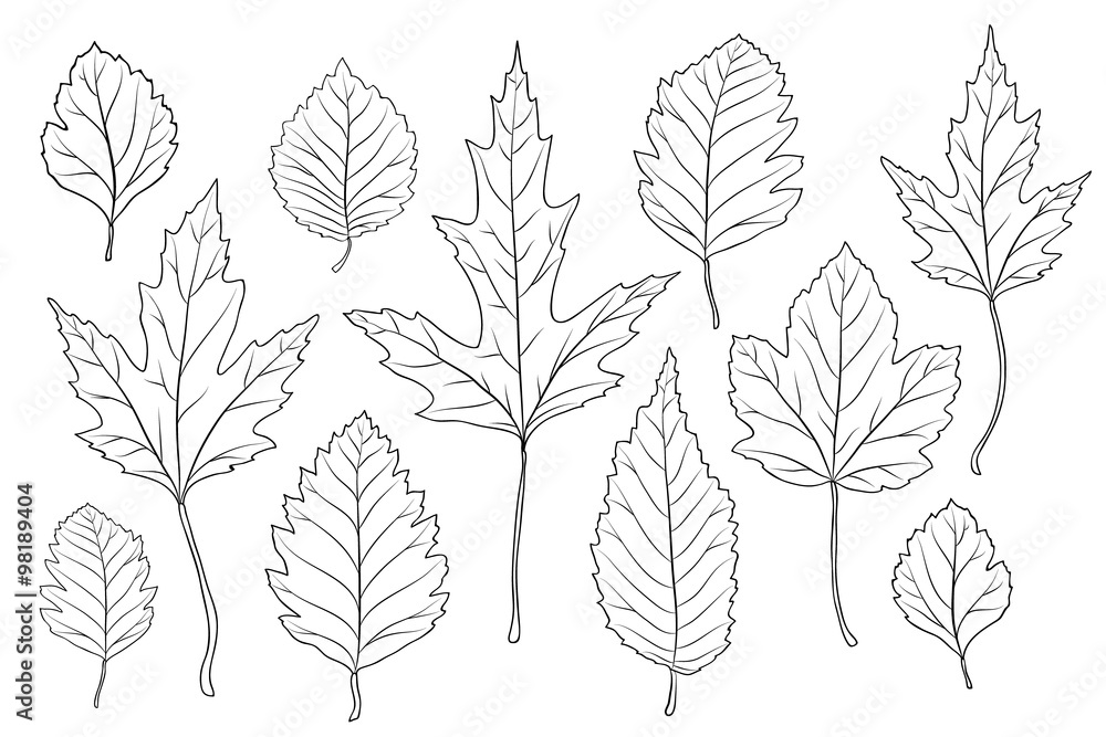 leaves silhouette set