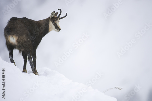 Chamois dans la neige © Martin