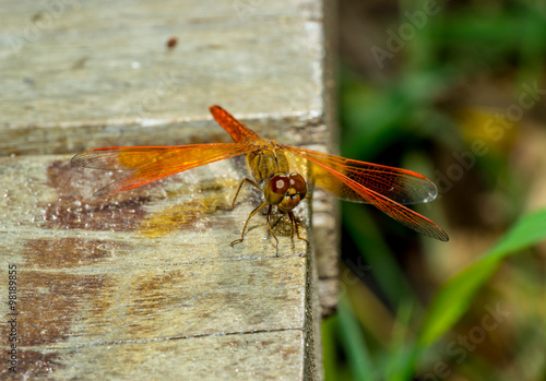 single dragon fly on wood bridge photo