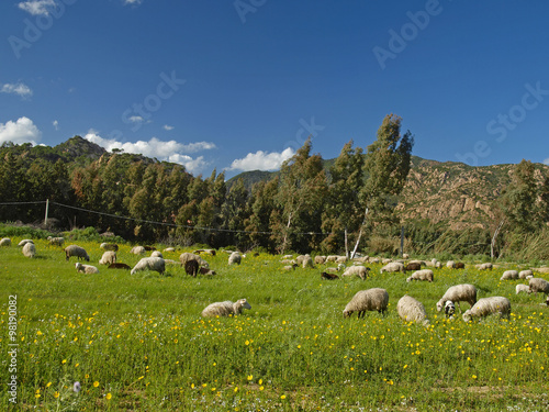 Flock of sheep near San Priamo in the Southeast of Sardinia, Italy, Europe