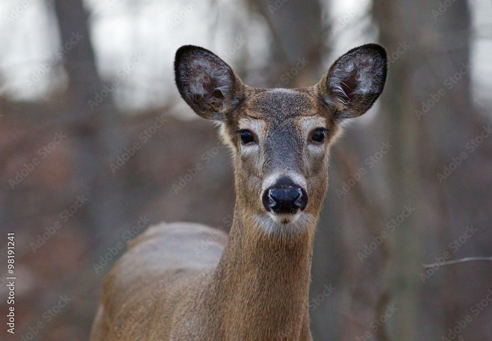 Beautiful closeup of a young deer
