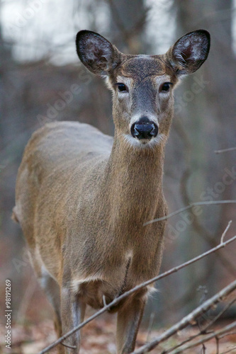 Photo of a young deer in the forest