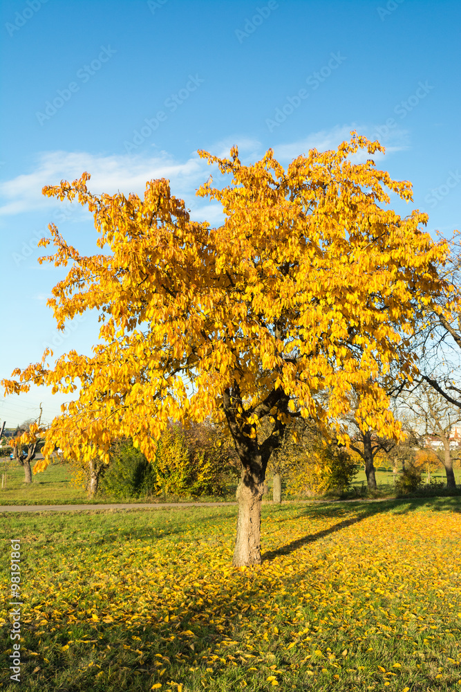 Kirschbaum im Herbst 1