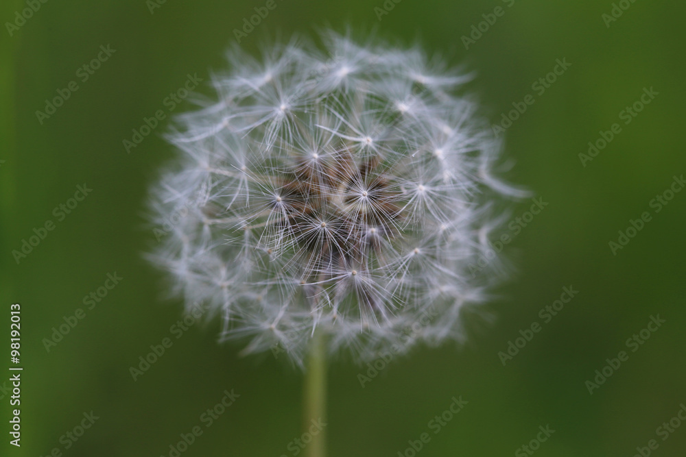 Beautiful spring dandelion flower outdoors