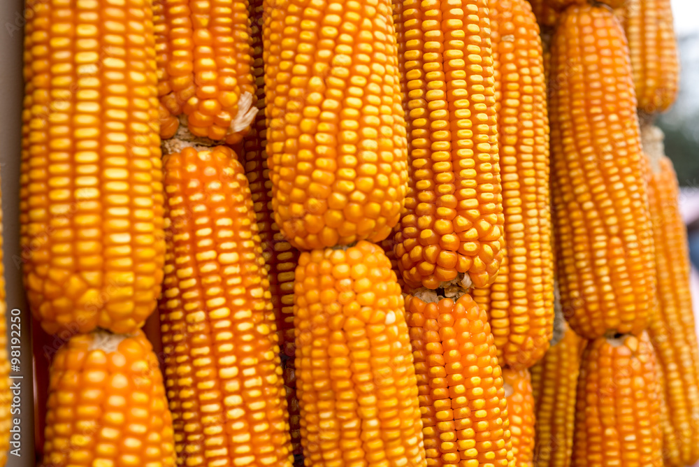 Freshly picked corn cobs Freshly picked corn cobs