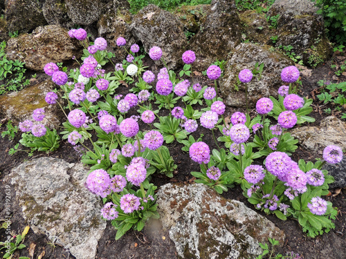 Flower serrulate primrose (Primula denticulata), family Primulaceae photo