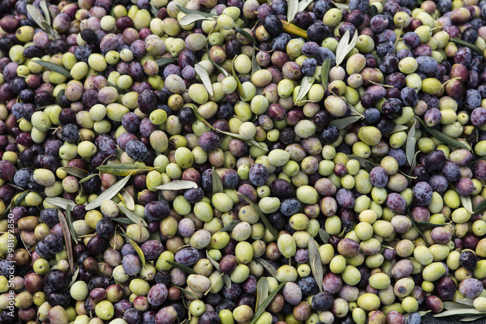 Olive harvest, newly picked olives of different colors and olive Olive harvest, newly picked olives of different colors and olive