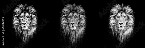 Portrait of a Beautiful lion  lion in the dark  oil paints