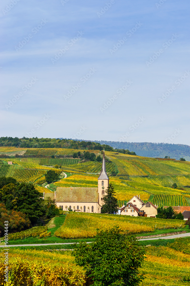 Beautiful colorful vineyards in Alsace, autumn