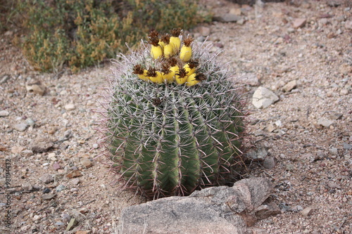 Blooming Ferocactus in the Saguaro National Park, USA photo