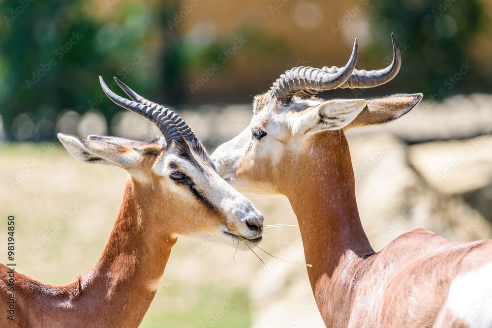 Fototapeta premium Wild Gazelles On Savannah In National Park