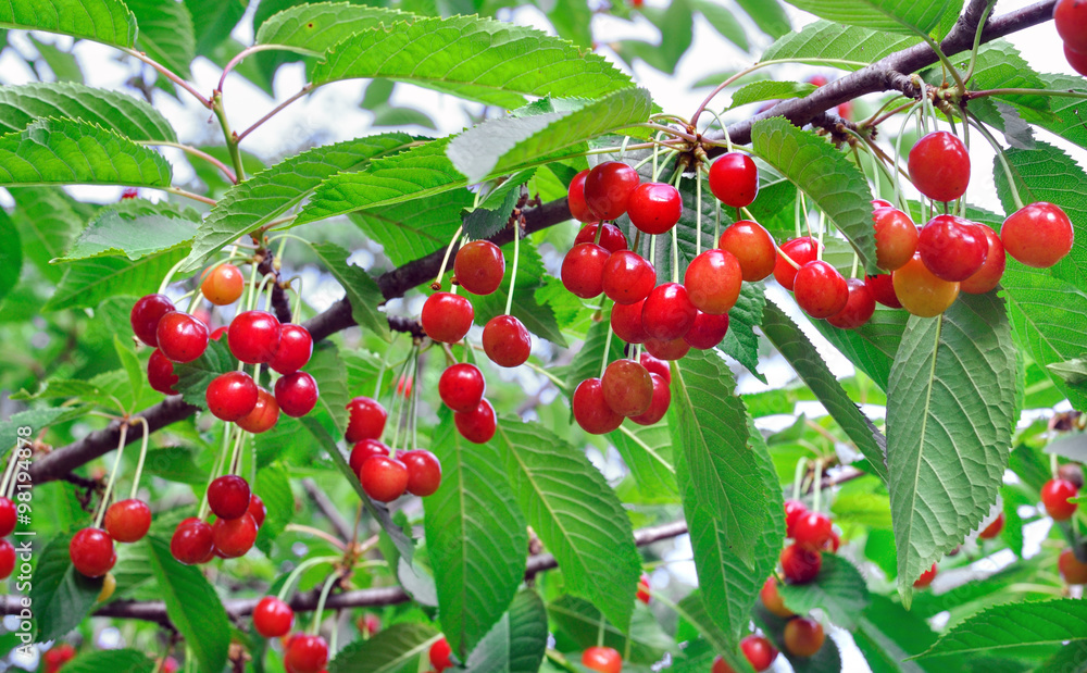  close-up of ripe sweet cherries on a tree