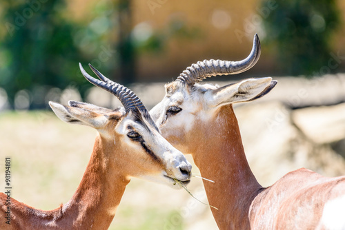 Fototapeta Naklejka Na Ścianę i Meble -  Wild Gazelles On Savannah In National Park