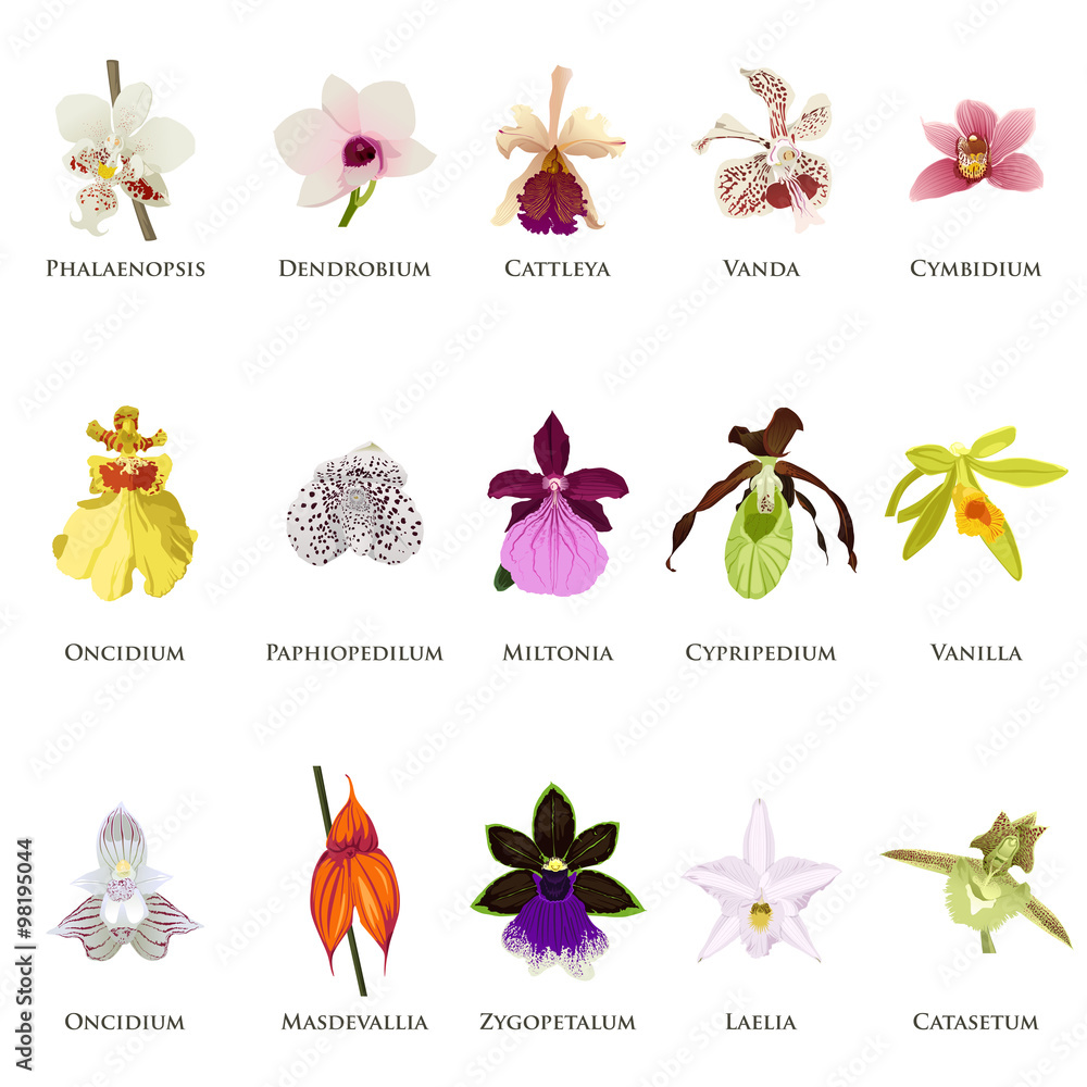 Orchid Icons - obrazy, fototapety, plakaty 