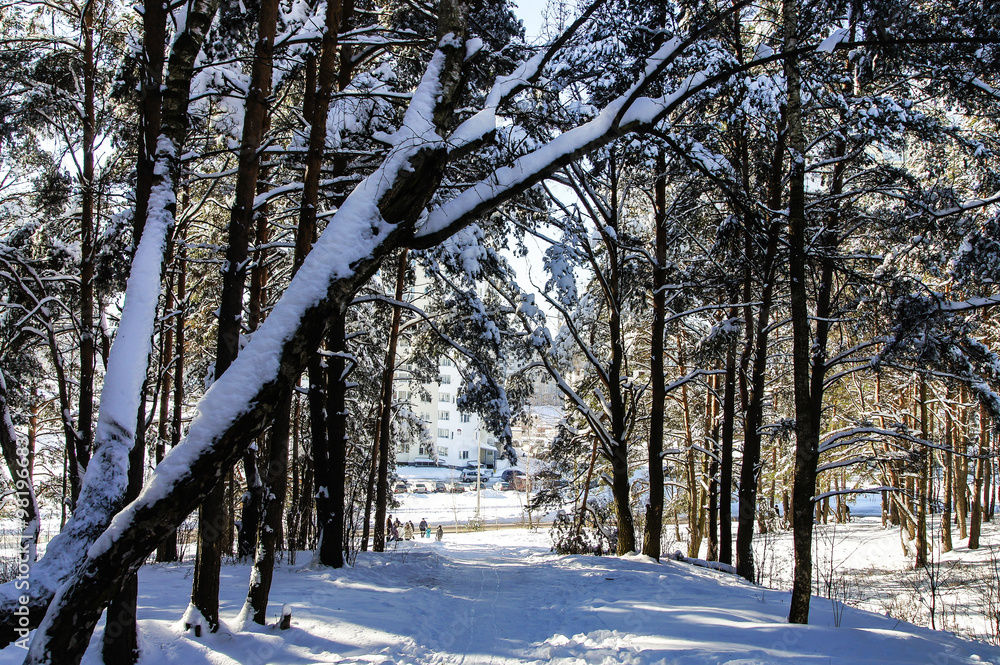 Sunlight in snow winter forest in city Sunlight in snow winter forest in city