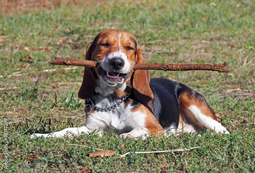 Satisfied puppy of breed of beagle lay on a green lawn 
