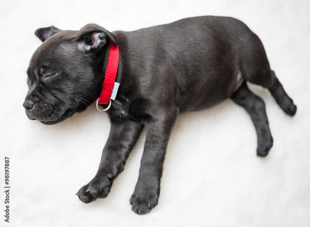 Staffordshire Bull Terrier Puppy sleeping