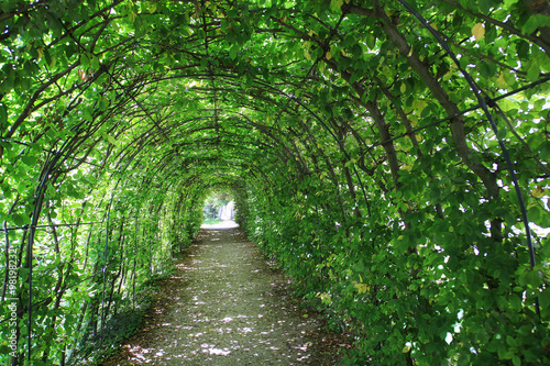 Green tunnel in the garden #98198232