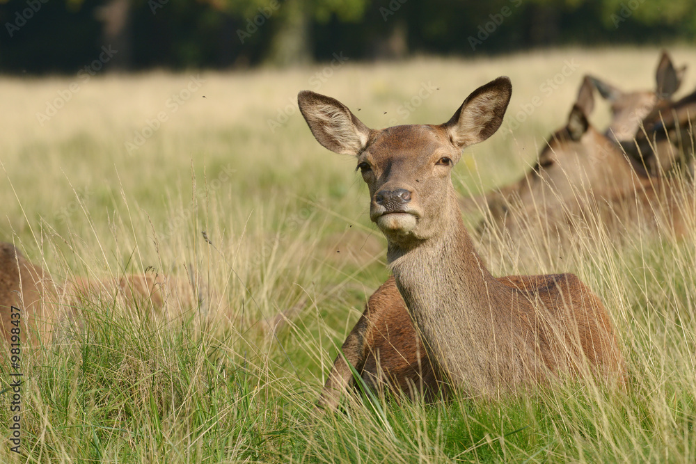 Obraz premium Red Deer, Deer, Cervus elaphus